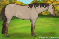 Horse Color:Liver Red Dun 