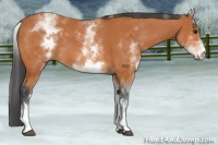 Horse Color:White Spotted Bay 