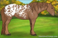 Horse Color:Chestnut Appaloosa 