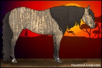 Horse Color:Buckskin Dun  and Smoky Grullo 