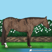 Horse Color:Liver Red Dun Brindle 