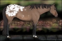 Horse Color:Brown Dun Appaloosa 