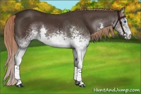 Horse Color:White Spotted Liver Chestnut Splash 