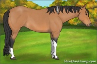Horse Color:Bay Roan Tobiano 