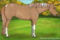 Horse Color:Red Roan Tobiano