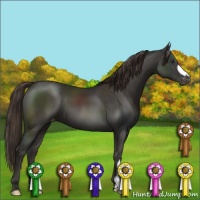 Horse Color:Liver Chestnut Appaloosa 