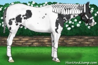 Horse Color:White Spotted Black Tobiano 