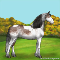 Horse Color:White Spotted Bay Splash Tobiano