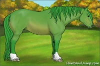 Horse Color:Watercolor Bay 