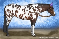Horse Color:Brown Appaloosa 
