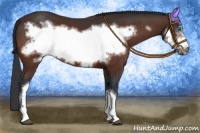 Horse Color:Bay Frame 