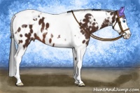Horse Color:Brown Splash Tobiano Appaloosa 