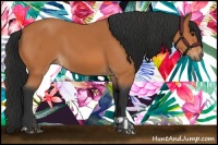 Horse Color:Bay  and Bay 