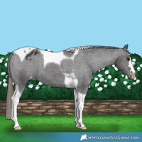 Horse Color:Smoky Black Tobiano Varnish 