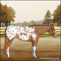 Horse Color:Chestnut Appaloosa
