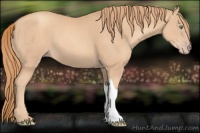 Horse Color:Gold Champagne 