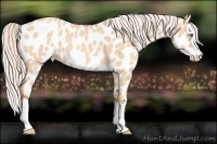 Horse Color:Silver Amber Champagne Dun Splash Frame Appaloosa 