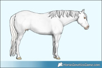 Horse Color:Silver Black Pearl Appaloosa