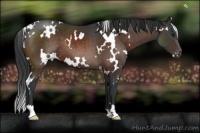 Horse Color:White Spotted Brown Appaloosa