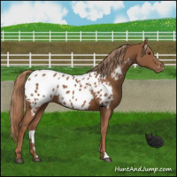 Horse Color:Chestnut Near Leopard 