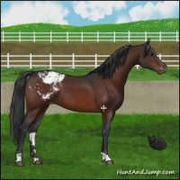 Horse Color:Brown Appaloosa 
