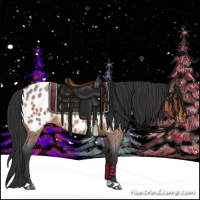 Horse Color:Bay Roan Appaloosa 