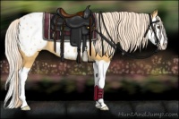 Horse Color:Palomino Splash Appaloosa 