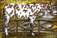 Horse Color:Bay Sabino Near Leopard 