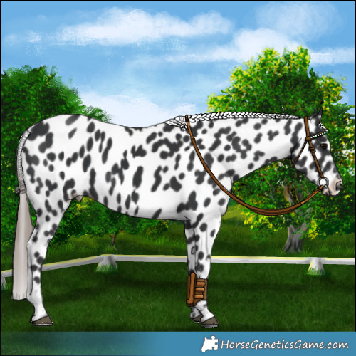 Horse Color:Black Appaloosa 