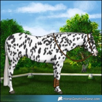 Horse Color:Black Near Leopard
