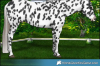 Horse Color:Black Appaloosa