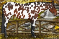 Horse Color:Brown Near Leopard 