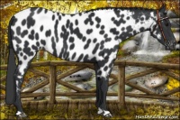 Horse Color:Black Near Leopard 