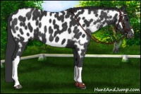 Horse Color:Black Appaloosa