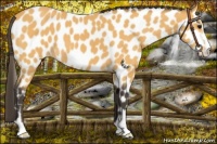 Horse Color:Buckskin Sabino Leopard 