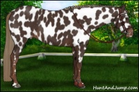 Horse Color:Liver Chestnut Near Leopard 