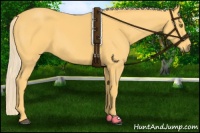 Horse Color:Palomino 