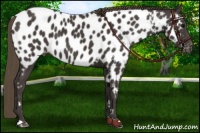 Horse Color:Smoky Black Near Leopard 