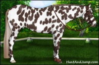 Horse Color:Liver Chestnut Leopard 