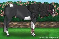 Horse Color:Black Splash Tobiano 