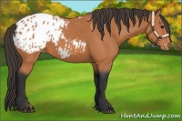 Horse Color:Bay Appaloosa 