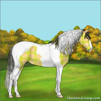 Horse Color:Plaid  Buckskin Tobiano 