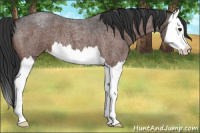 Horse Color:Brown Roan Splash Appaloosa