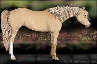 Horse Color:Palomino 