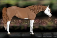 Horse Color:Chestnut Splash 