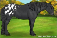 Horse Color:Black Appaloosa 