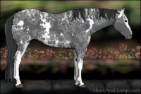 Horse Color:White Spotted Black Ice 