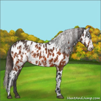 Horse Color:Bay Appaloosa  and Bay Appaloosa 