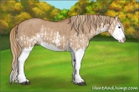 Horse Color:Red Dun Splash  and Red Dun Splash 