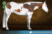 Horse Color:Bay Splash  and Gray Brown Sabino Splash 